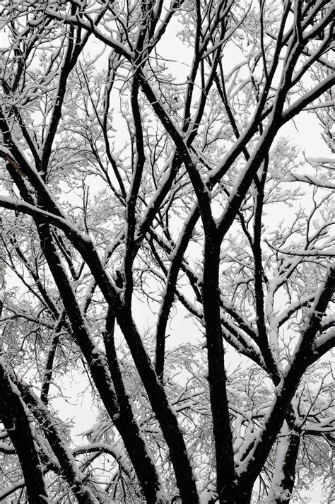 Free Images Tree Nature Forest Branch Snow Black And White