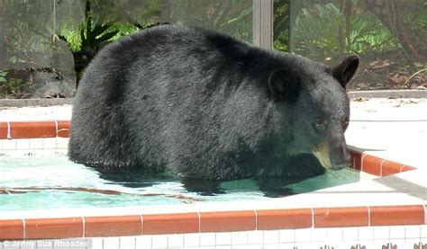 Usa Orso Selvatico Entra In Giardino E Fa Il Bagno In Piscina