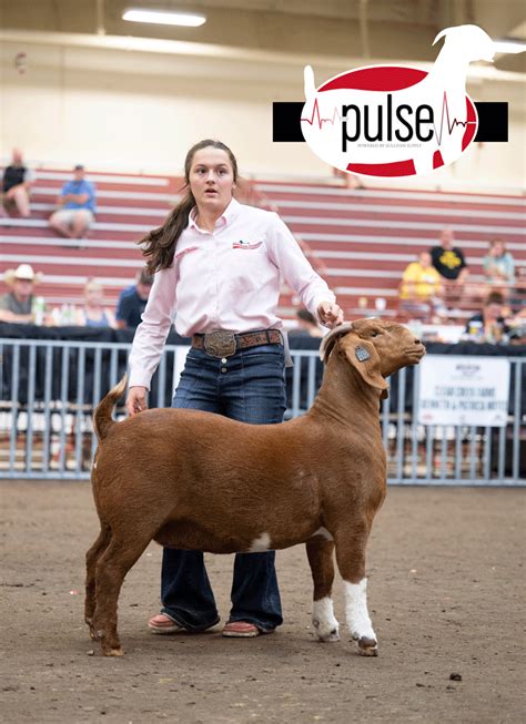 National Junior Boer Goat Show Jabga Bred And Owned Fullblood