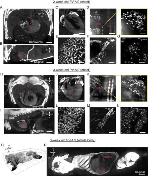 Hybrid Clearing Of Juvenile Mice A G Overview Of Lightsheet Imaging