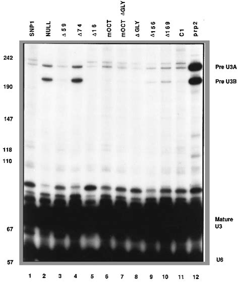U3 splicing efficiency in snp1 mutants. 105-2A strains carrying various ... 