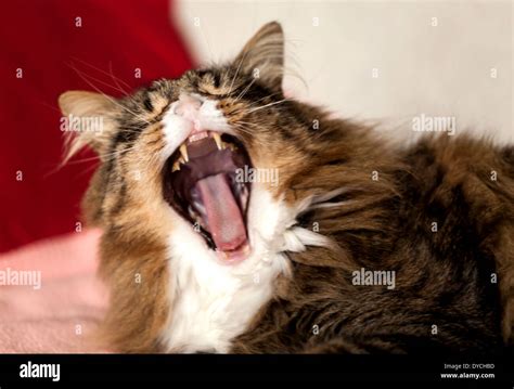 Maine Coon Cat Yawning Stock Photo Alamy