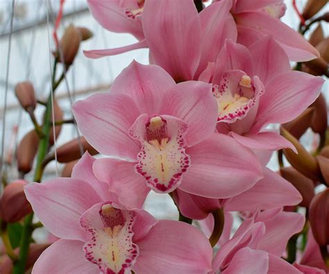 Orquídea Cymbidium cuidados características y consejos Blog de