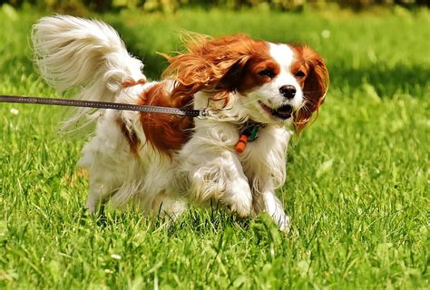 Dog Cavalier King Charles Spaniel · Free photo on Pixabay