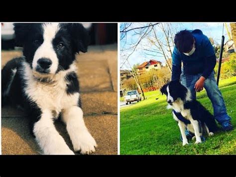 Crecimiento De Mi Border Collie Youtube