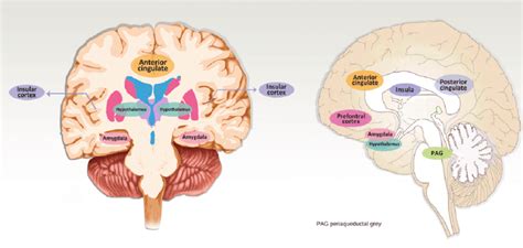 The Autonomic Central Network The Main Structures Involved In Central