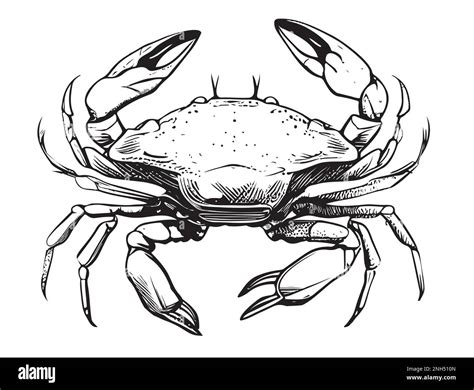 Crab Hand Drawn Sketch Illustration Sea Animals Stock Vector Image