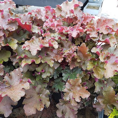 Heuchera Rex Red Find Haveplanter