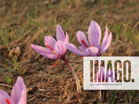 Ongoing Saffron Harvest Season In Kashmir Pampore Is Known As Kashmir