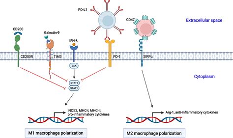 Frontiers Modulation Of Macrophage Polarization By Viruses Turning