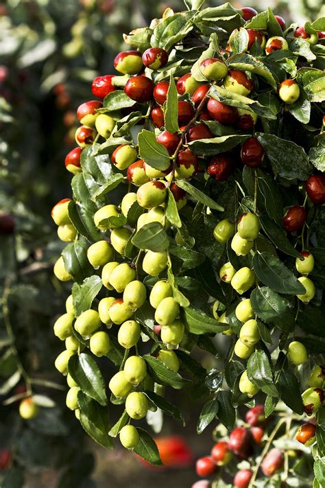 Albero Di Giuggiole Tutto Su Dove E Come Coltivarlo