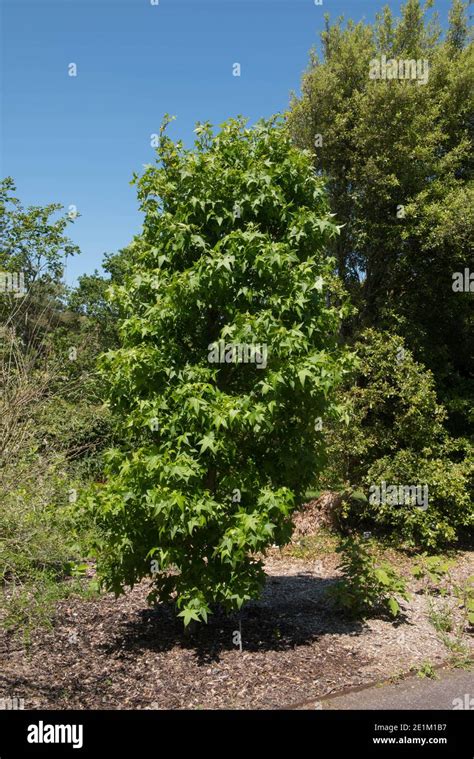 Liquidambar Styraciflua Slender Silhouette Hi Res Stock Photography And