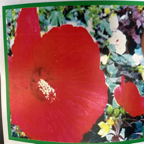 Hibiscus ‘Midnight Marvel’ – Joe Cappel’s Garden Center