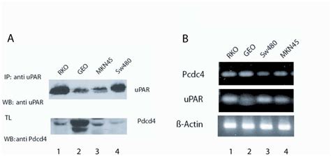 Abb Reziproke Expression Von Upar Und Pdcd In Verschiedenen