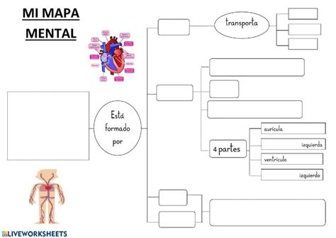 Mapa Mental Sobre El Sistema Circulatorio Ficha Interactiva Lap Book