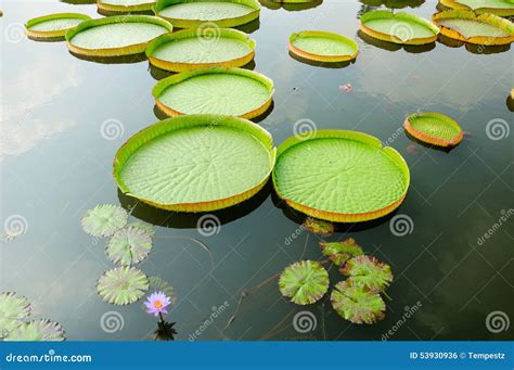 Giant Lily Pads Stock Photo Image Of Lily Area Plants 53930936