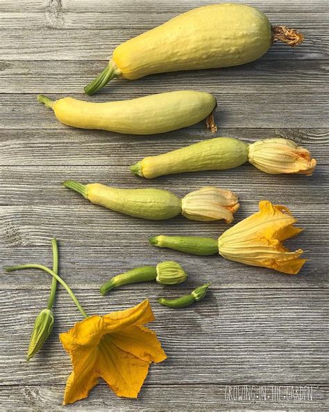 Evolution Of Summer Squash Summer Squash Starting A Vegetable Garden Garden Lovers