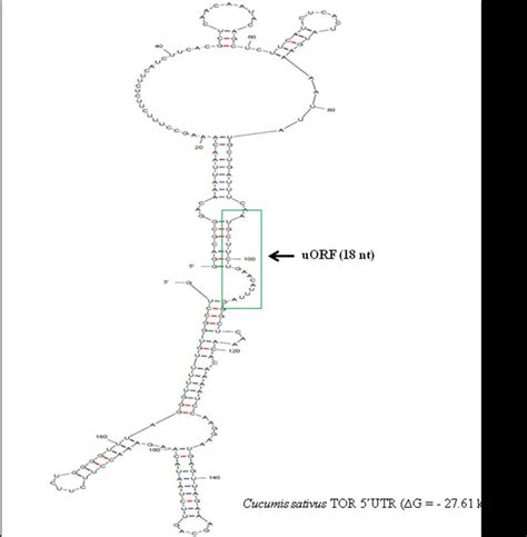 Predicted Local Secondary Structure From Cucumis Sativus Tor 5utr