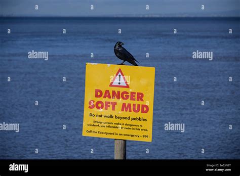 A Black Crow Perches On A Danger Soft Mud Sign By The Seaside Stock