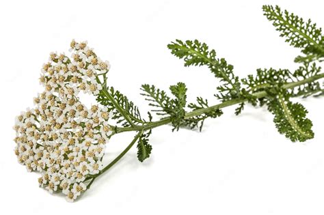 Flores De Milenrama Lat Achillea Millefolium Aislado Sobre Fondo Blanco Foto Premium