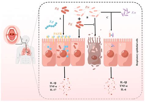 Pathogens Free Full Text Periodontopathogens Porphyromonas