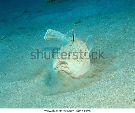 14 Electric Stargazer Fish Royalty Free Images Stock Photos And Pictures