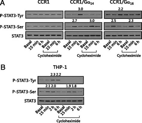 Ccr1 Mediated Stat3 Tyrosine Phosphorylation And Cxcl8 Expression In