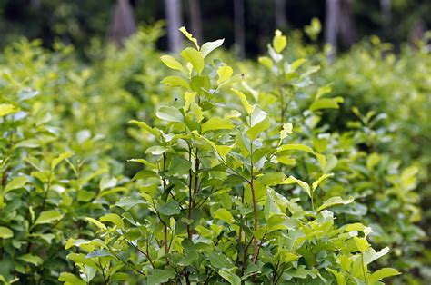 Los Cultivos De Hoja De Coca En Perú Se Incrementaron Más Del 30 En 2021 Diario La Hora