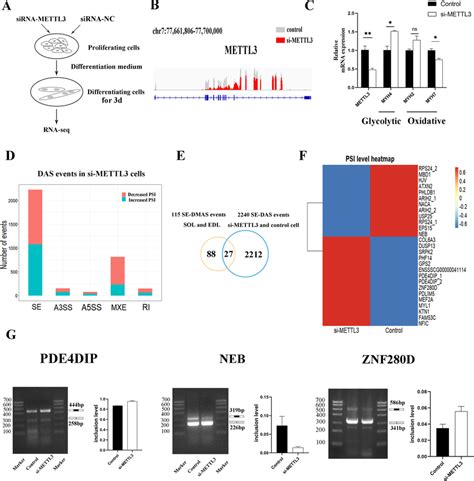 Mettl Mediated M A Regulates Alternative Splicing Of Genes Functioning