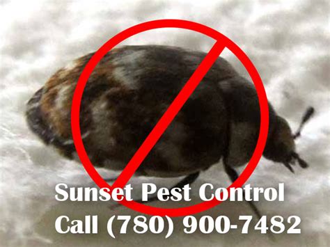 Carpet Beetle - Sunset Pest Control Leduc