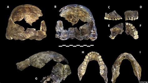 Researchers Announce Discovery of Early Human Ancestor