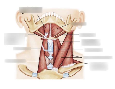 Muscles Of Anterior Neck And Throat Diagram Quizlet