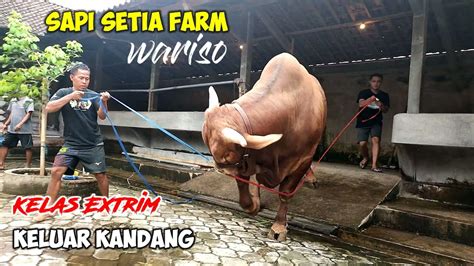 SAPI KELAS EXTRIM WARISO SETIA FARM KELUAR KANDANG BIG COW INDONESIA