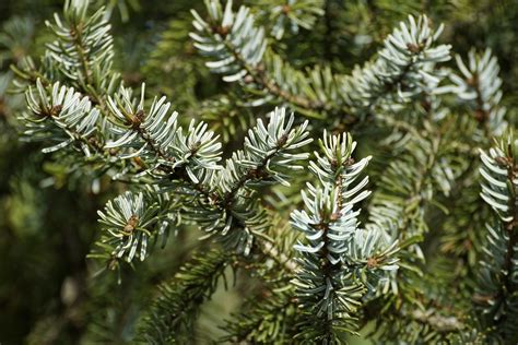 Canadas Mighty Spruce Trees Canadas Local Gardener Magazine