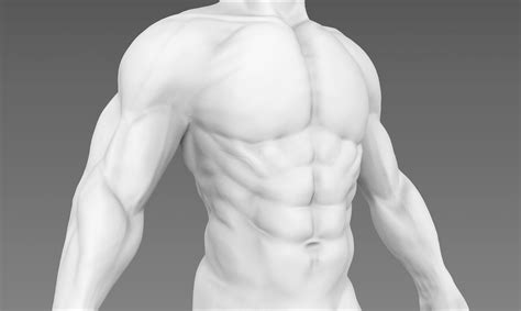 Michael Hui Male Base Mesh 3d Anatomy Practice