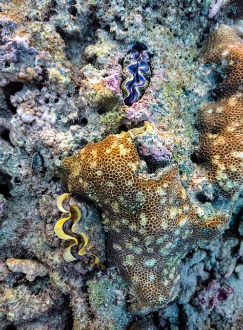 Tridacninae Stock Photos Free And Royalty Free Stock Photos From Dreamstime