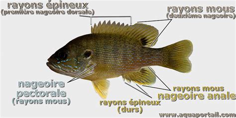 Rayon épineux Définition Et Explications Aquaportail