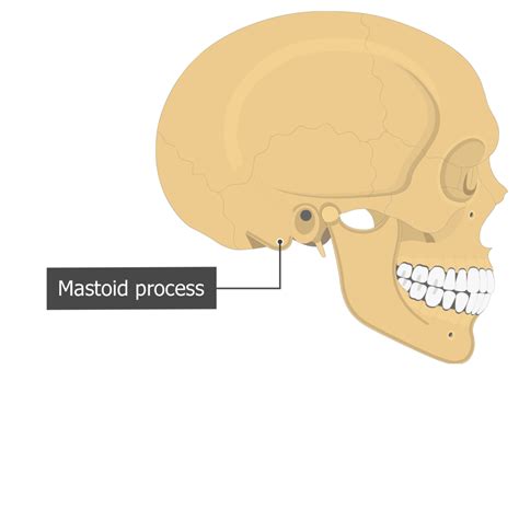 Mastoid Process Ear