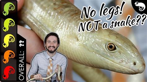 European Legless Lizard The Best Pet Lizard Youtube