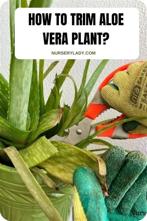 How To Trim Aloe Vera Plant Step By Step Guide Nursery Lady Aloe