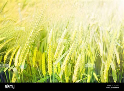 Natures Ripe Harvest Wheat Ripe Wheat Ready For Harvesting Stock
