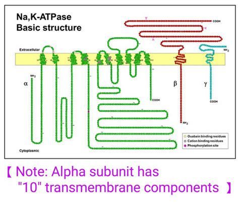 Na+ K+ Atpase structure ... | Medical illustration, Biochemistry, Bioenergetics