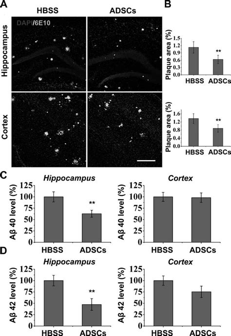 Adsc Transplantation Decreases Ab Burden In The Brains Of App Ps1