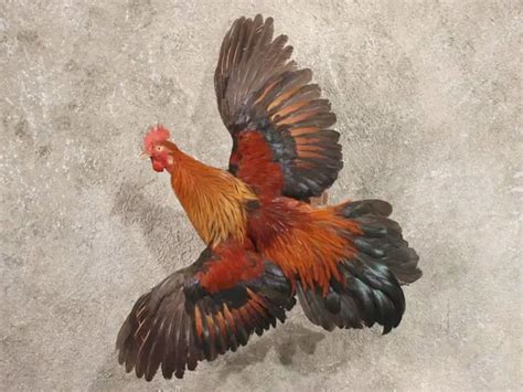 Gallinas De Raza 】características Alimentación Crianza Y Más