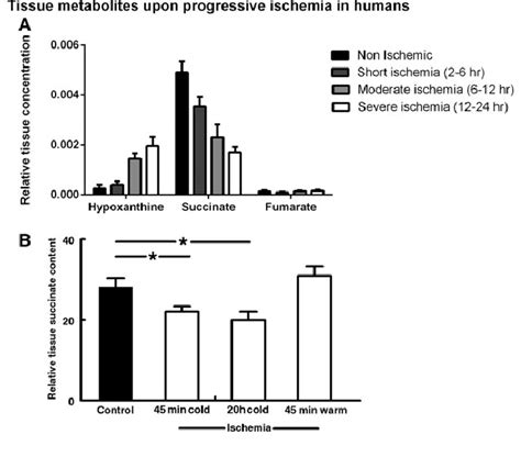 A Relative Hypoxanthine Succinate And Fumarate Tissue Content