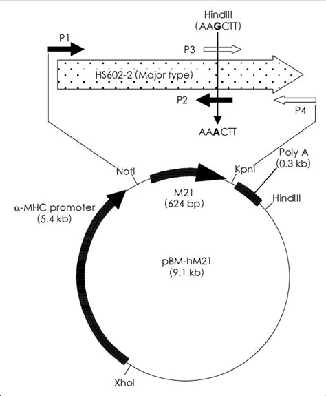 Expression Vector Construction A Transgenic Construct Encoding Human