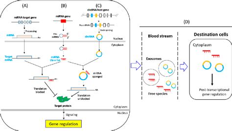 Figure 1 From Circular RNA And MicroRNA Mediated Post Transcriptional