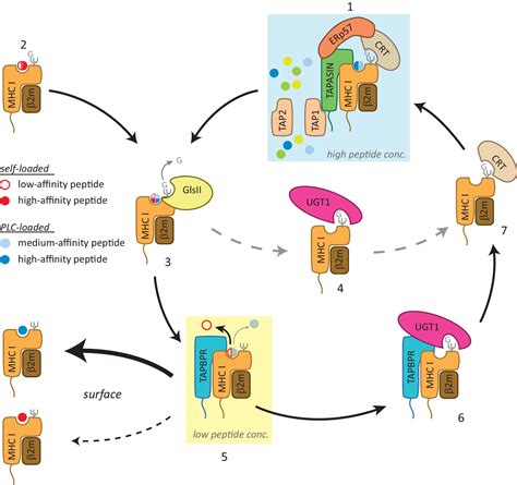 Tapbpr Bridges Udp Glucose Glycoprotein Glucosyltransferase Onto Mhc