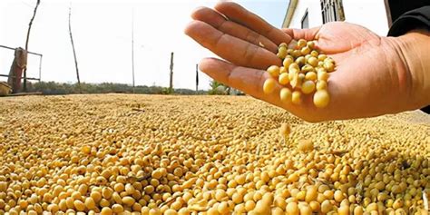 Efeedlink China S Soybean Imports In November Dropped 14 Year On Year