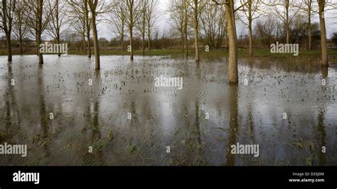 Salix Alba Caerulea Cricket Bat Willow Trees In Flood Water On River